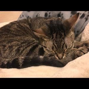 Meet your Posher, Sam